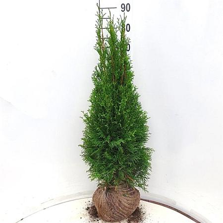Thuja occ. 'Smaragd' Kluit 80 - 100 cm