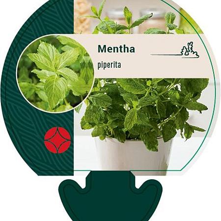 Mentha piperita Pot 9 cm