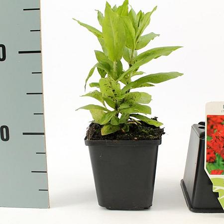 Lychnis chalcedonica Pot 9 cm