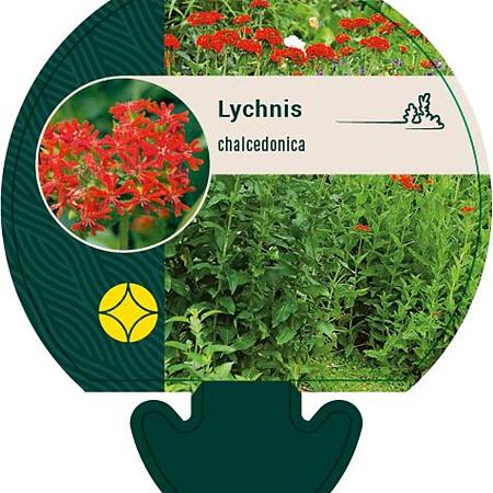 Lychnis chalcedonica Pot 9 cm