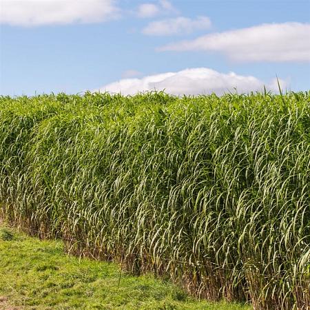 Miscanthus giganteus Pot 9 cm