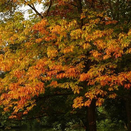 Quercus pal. 'Green Dwarf' Stam 220 cm 14/16 cm