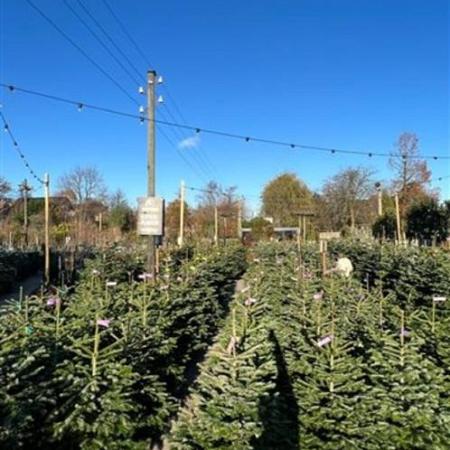 Abies nordmanniana 100 - 125 cm Gezaagd