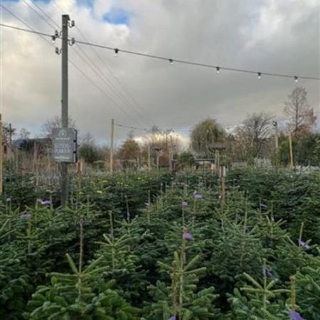 Abies nordmanniana 100 - 125 cm Gezaagd