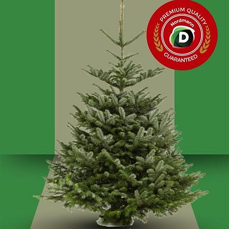 Abies nordmanniana 200 - 225 cm Premium