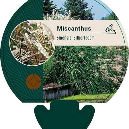 Miscanthus sin. 'Silberfeder' Pot 9 cm