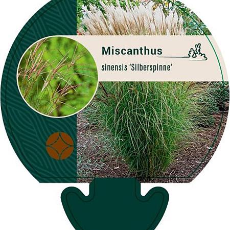 Miscanthus sin. 'Silberspinne' Pot 9 cm