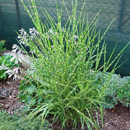 Miscanthus sin. 'Strictus' Pot 9 cm