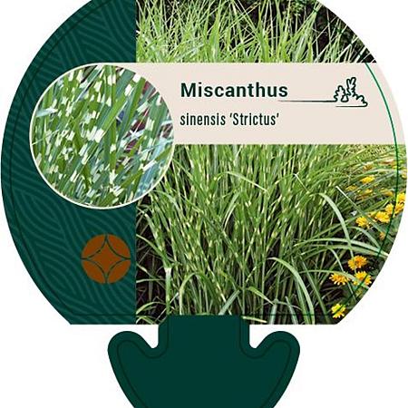 Miscanthus sin. 'Strictus' Pot 9 cm