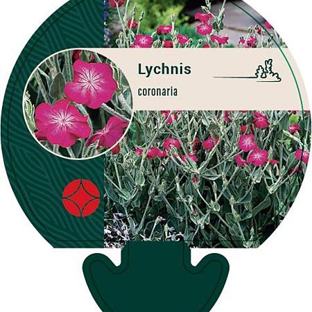 Lychnis coronaria Pot 9 cm