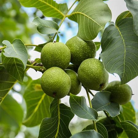 Juglans r. 'Broadview' Hoogstam (Stamomtrek 12-14 cm)