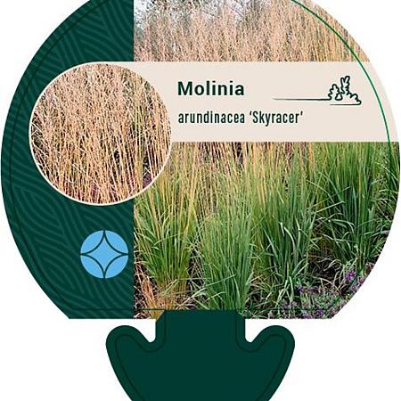 Molinia arund. 'Skyracer' Pot 9 cm