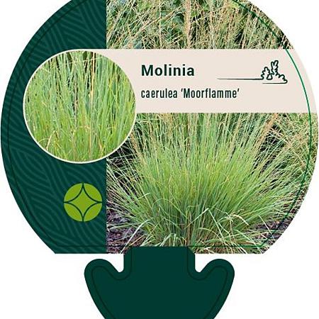 Molinia caerulea 'Moorflamme' Pot 9 cm
