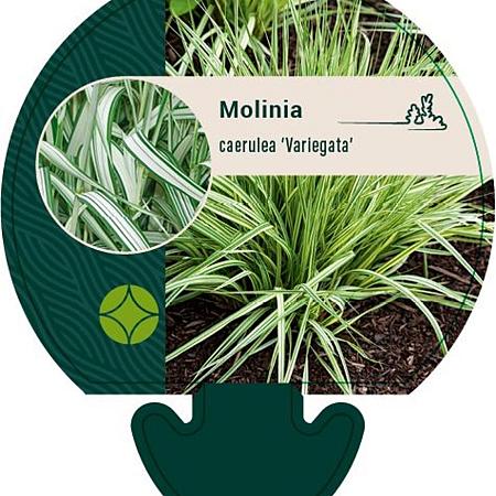 Molinia caerulea 'Variegata' Pot 9 cm