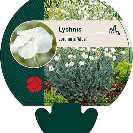 Lychnis coronaria 'Alba' Pot 9 cm