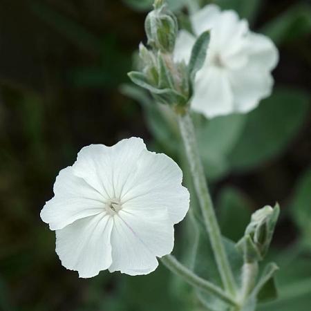 Lychnis coronaria 'Alba' Pot 9 cm