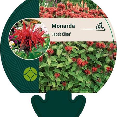 Monarda 'Jacob Cline' Pot 9 cm