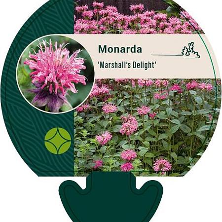 Monarda 'Marshall's Delight' Pot 9 cm