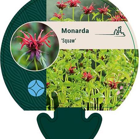 Monarda 'Oneida' Pot 9 cm