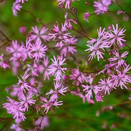 Lychnis flos-cuculi Pot 9 cm
