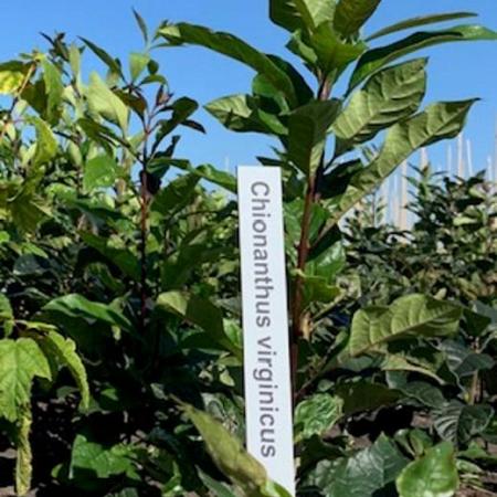 Chionanthus virginicus Kluit 60 - 80 cm