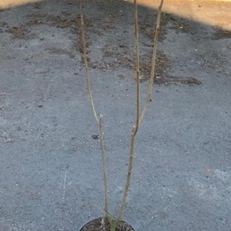 Chionanthus virginicus Kluit 80 - 100 cm