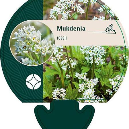 Mukdenia rossii Pot 9 cm