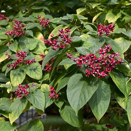 Clerodendrum trichotomum Kluit 125 - 150 cm