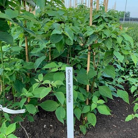 Cornus alternifolia Kluit 80 - 100 cm