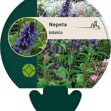 Nepeta kubanica Pot 9 cm