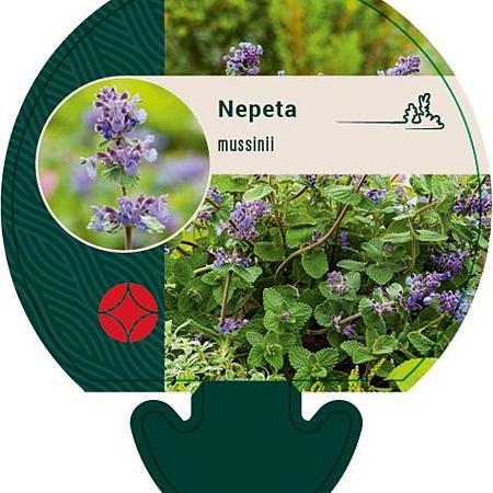 Nepeta mussinii Pot 9 cm