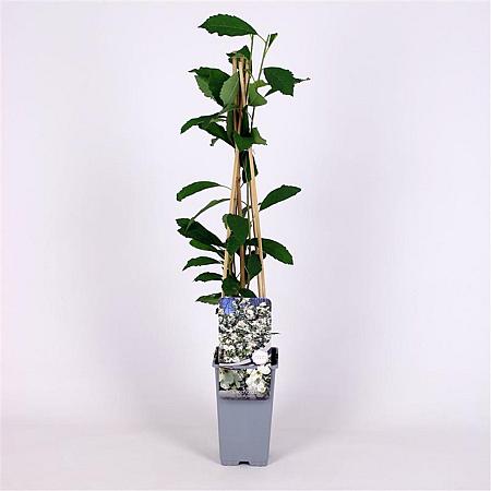 Exochorda racem. Blushing Pearl Kluit 175 - 200 cm