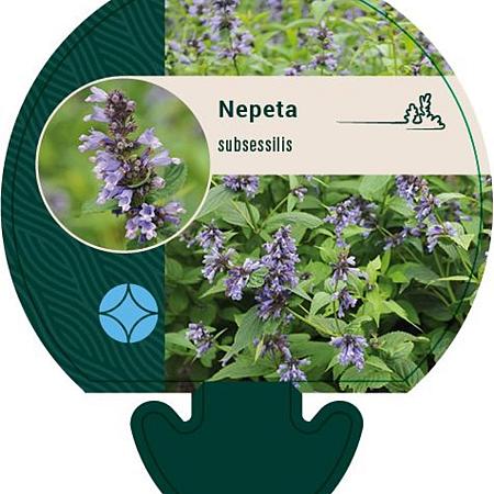 Nepeta subsessilis Pot 9 cm