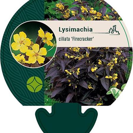 Lysimachia ciliata 'Firecracker' Pot 9 cm