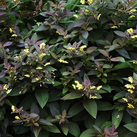 Lysimachia ciliata 'Firecracker' Pot 9 cm