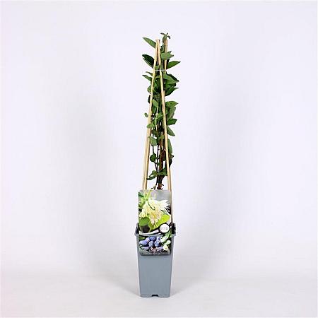 Lonicera c. kamtschatica Pot 2 Liter