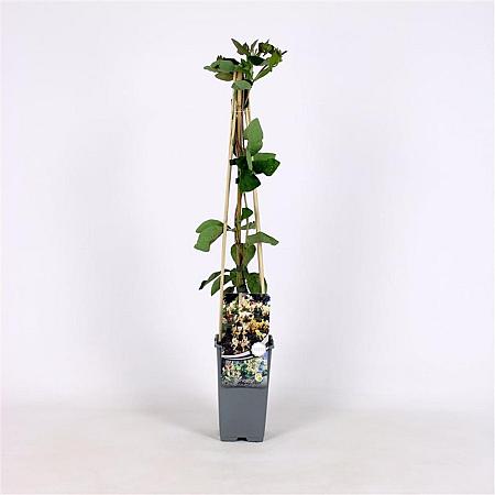 Lonicera capr. 'Inga' Pot 2 Liter