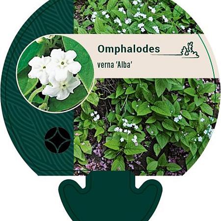 Omphalodes verna 'Alba' Pot 9 cm