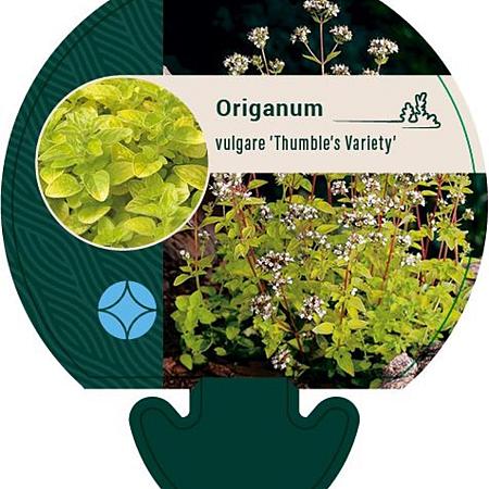 Origanum vulg. 'Thumble's Variety' Pot 9 cm