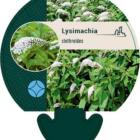 Lysimachia clethroides Pot 9 cm