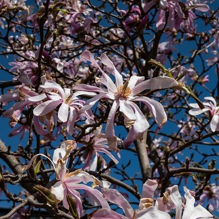 Magnolia st. 'Rosea' Kluit 80 - 100 cm