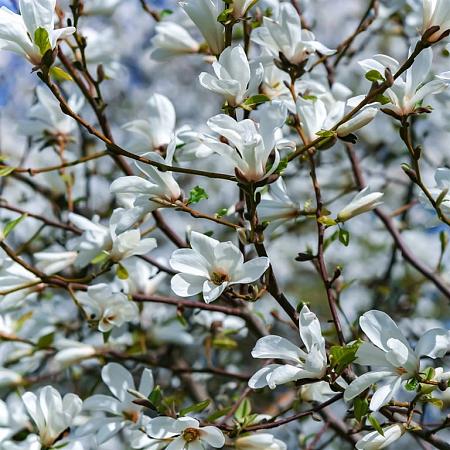 Magnolia st. 'Royal Star' Kluit 80 - 100 cm