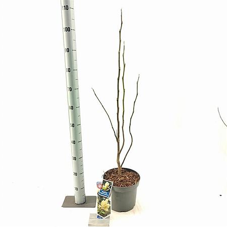 Magnolia 'Yellow Lantern' Pot 5 Liter 50 - 60 cm