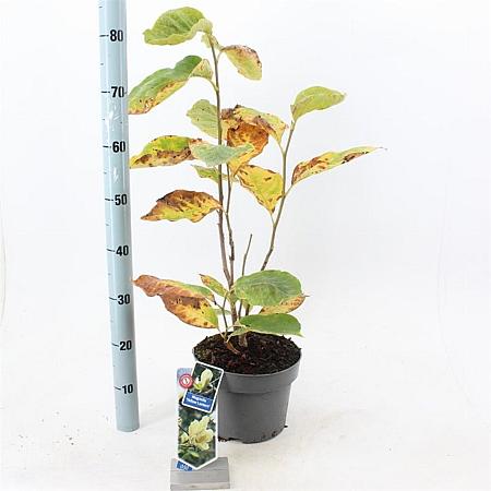 Magnolia 'Yellow Lantern' Pot 5 Liter 50 - 60 cm