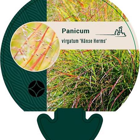 Panicum virgatum 'Hänse Herms' Pot 9 cm
