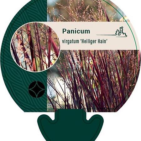 Panicum virgatum 'Heiliger Hain' Pot 9 cm