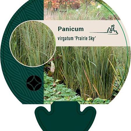 Panicum virgatum 'Prairie Sky' Pot 9 cm