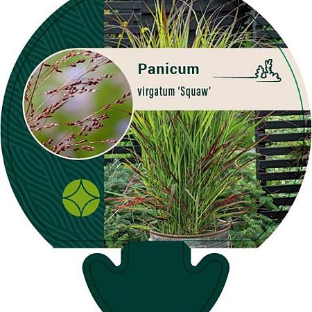 Panicum virgatum 'Squaw' Pot 9 cm