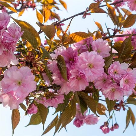 Prunus ser. 'Kanzan' Pot 110 liter 200 - 250 cm Meerstammig