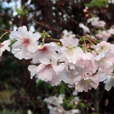 Prunus subh. 'Autumnalis' Pot 110 liter 200 - 250 cm Meerstammig